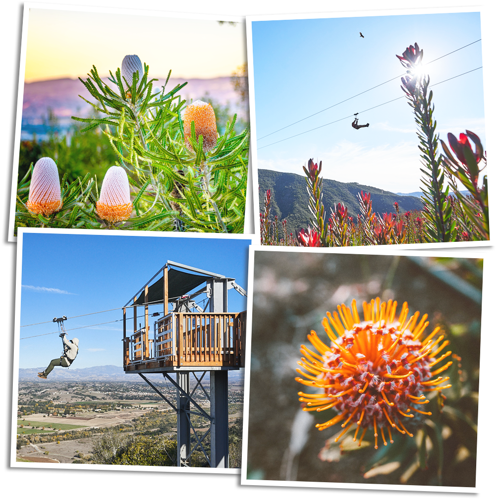 Protea Garden and Zipline Bundle: a collage of banksia blooms, a zipline rider over the flower fields, a zipline platform and a pincushion protea