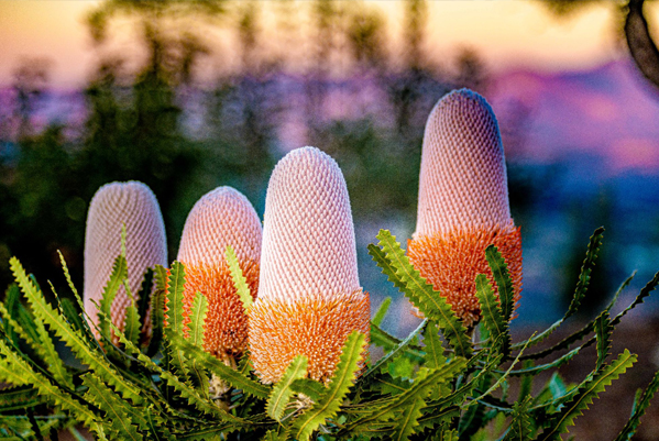A banksia protea bloom in the flower fields at Highline Adventures in the Santa Ynez Valley