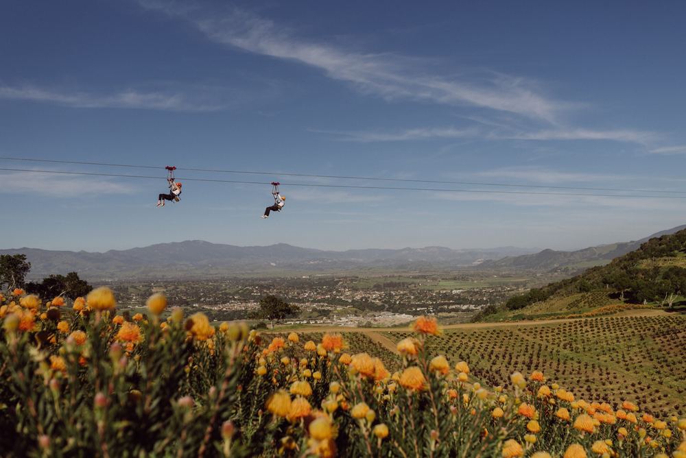 Two riders crossing the valley on parallel zipline cables above the Protea fields.