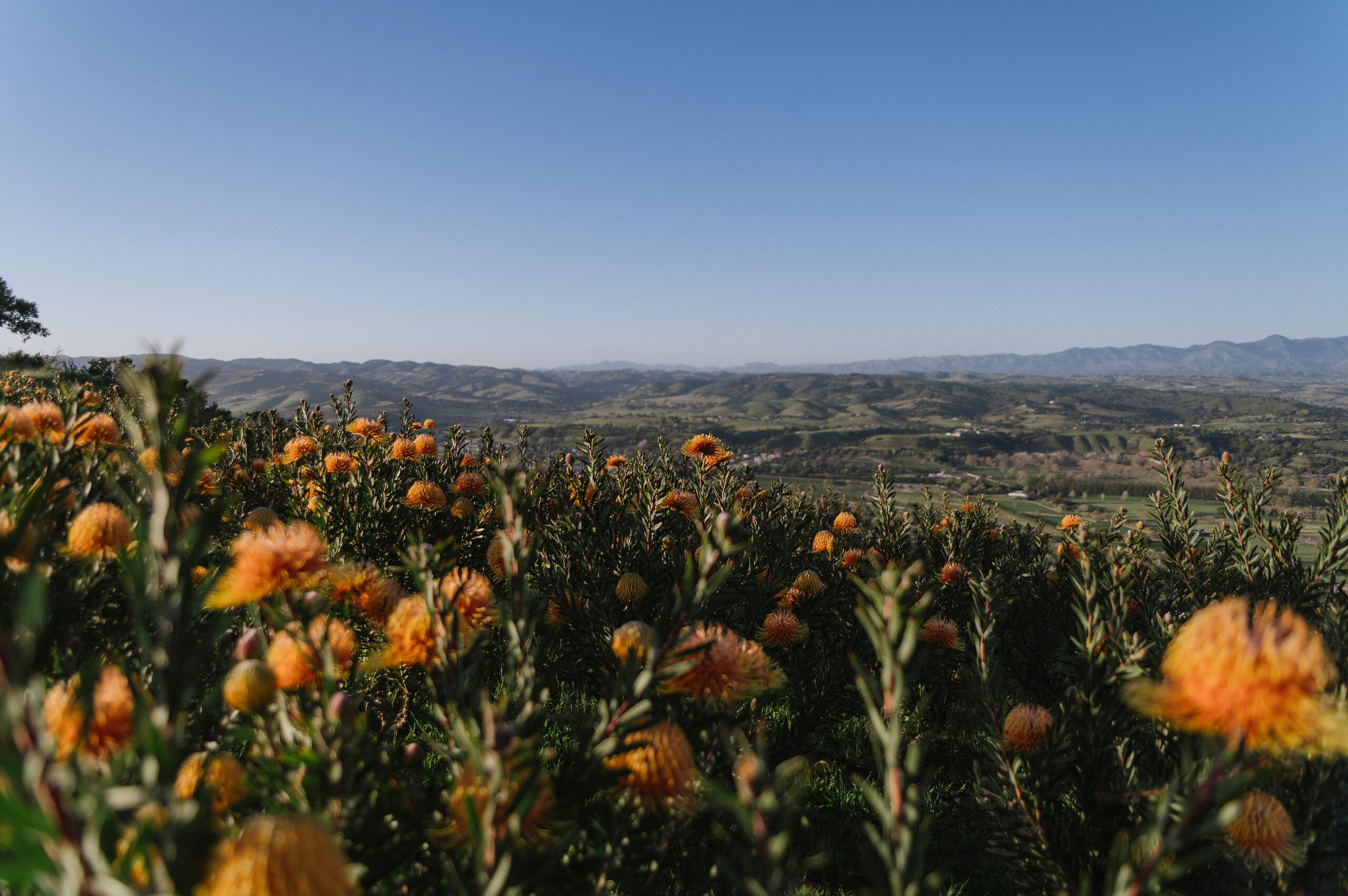 Orange protea flowers in bloom with the Santa Ynez Valley behind on the Protea Walking Tour