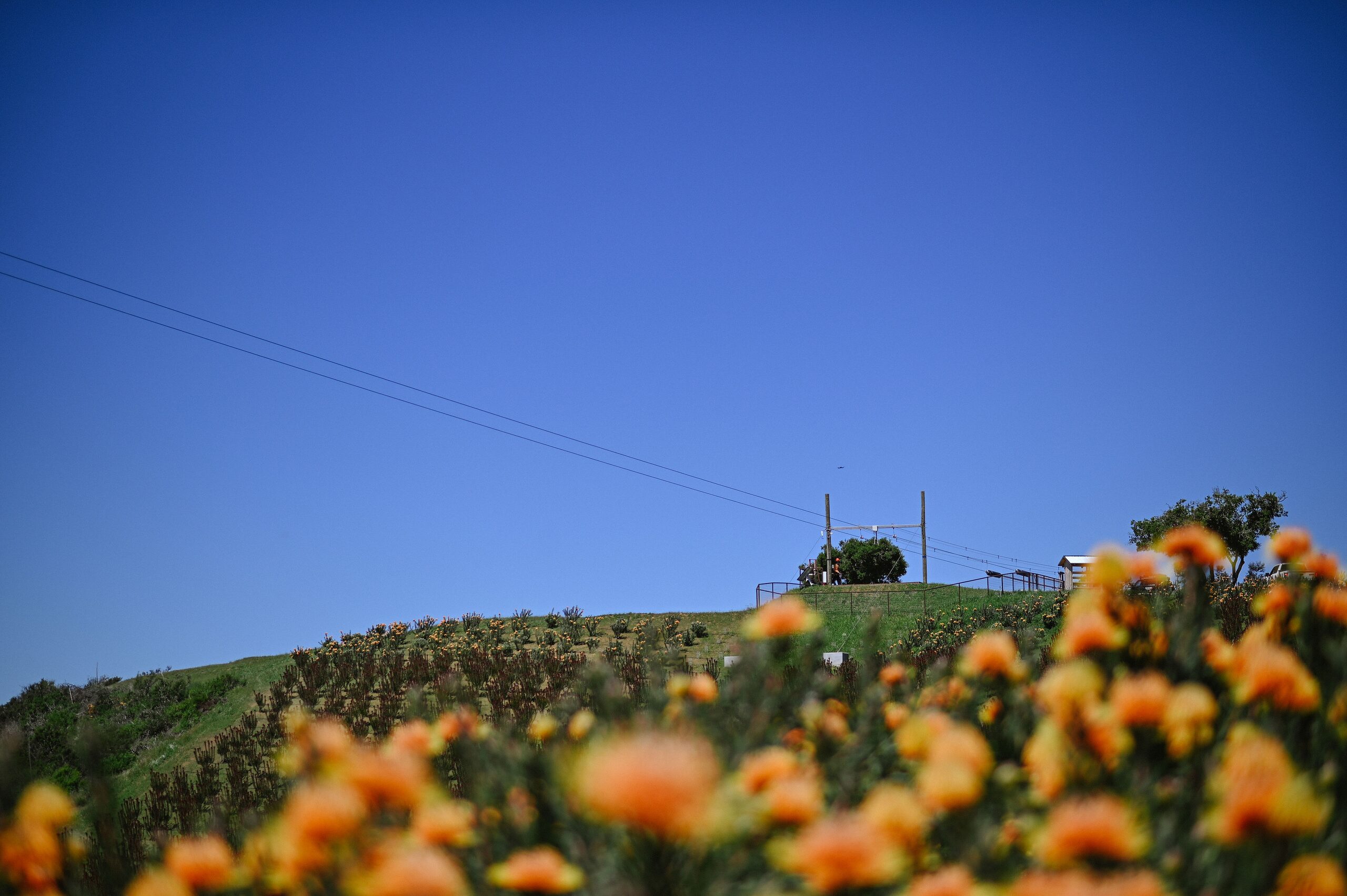 Zipline cable crossing above a field of orange protea flowers in the Santa Ynez Valley