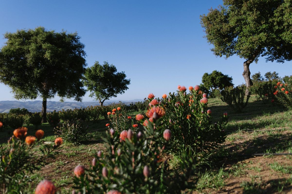 Orange Protea blooms on the hillside with the Santa Ynez Valley behind.