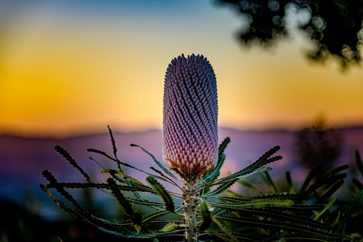 A protea flower in bloom on the Protea walking tour at Highline Adventures in the Santa Ynez Valley.