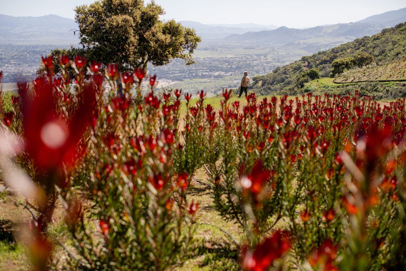 Rows of red protea in bloom on a hillside, with the green hills of the Santa Ynez Valley and a zipline cable visible above.