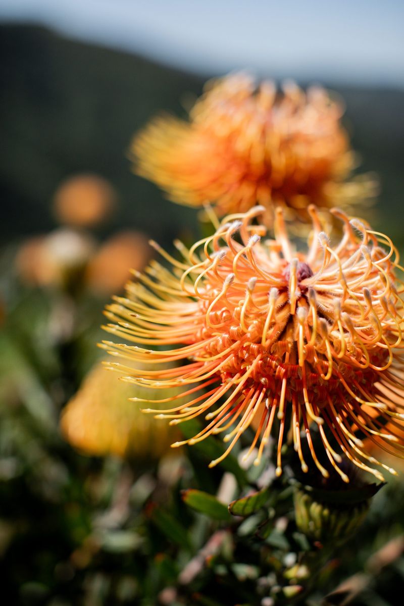 Close-up of an orange pincushion protea flower in full bloom on the Highline Adventures ranch in spring.
