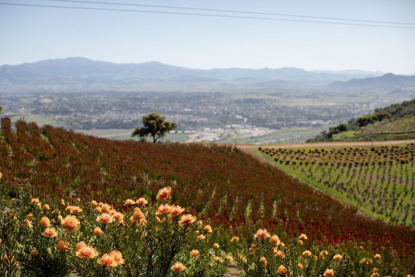 Orange protea flowers blooming on a hillside with the green Santa Ynez Valley and mountains behind them in spring.