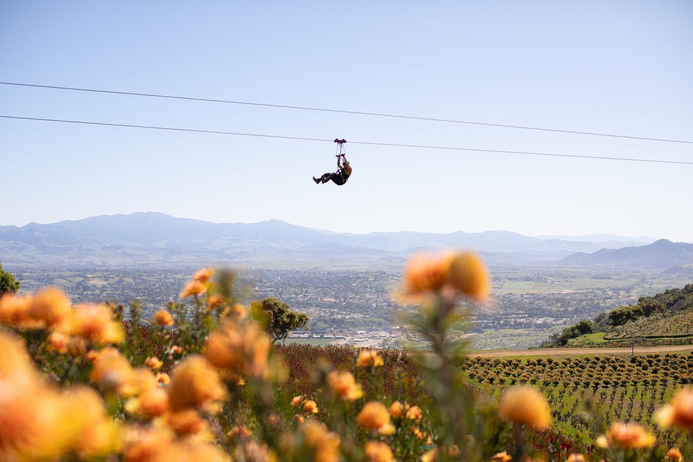 A zipline rider high on the cable above orange protea fields, with the Santa Ynez Valley stretching out behind.