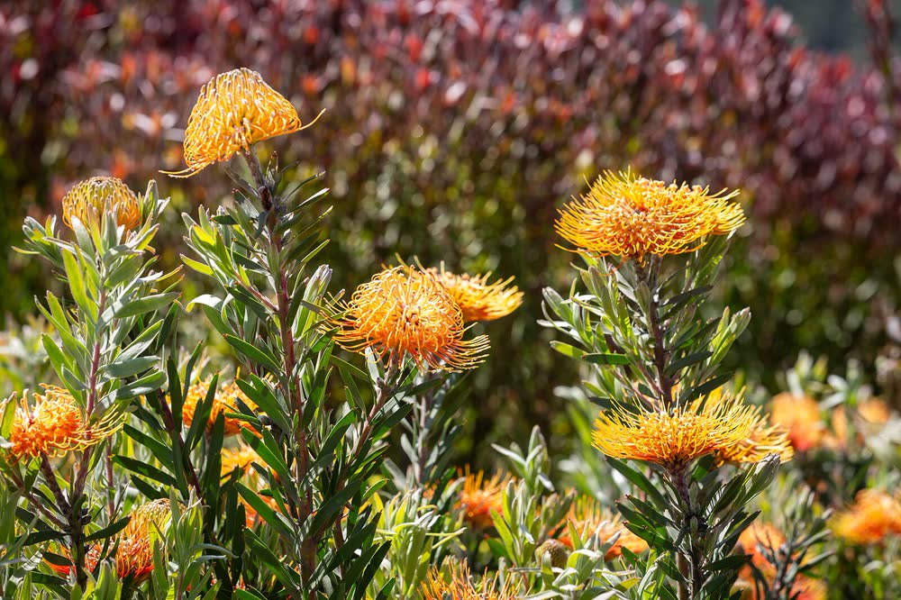 Protea blooms in the groves at Highline Adventures.